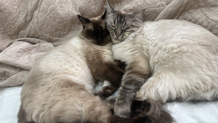 Ragdoll kittens for sale in Bishopbriggs, Dunbartonshire – 3 years old