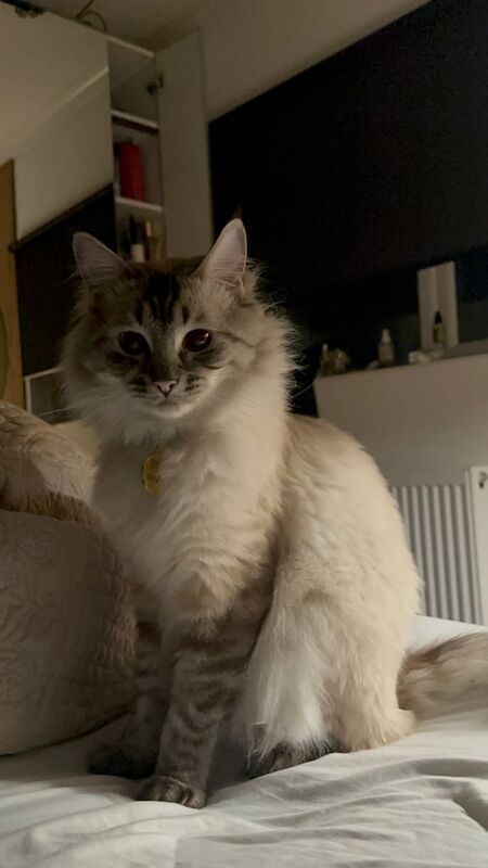 Ragdoll kittens for sale in Bishopbriggs, Dunbartonshire – 3 years old - Image 2 of 3