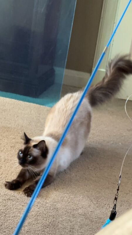 Ragdoll kittens for sale in Bishopbriggs, Dunbartonshire – 3 years old - Image 3 of 3