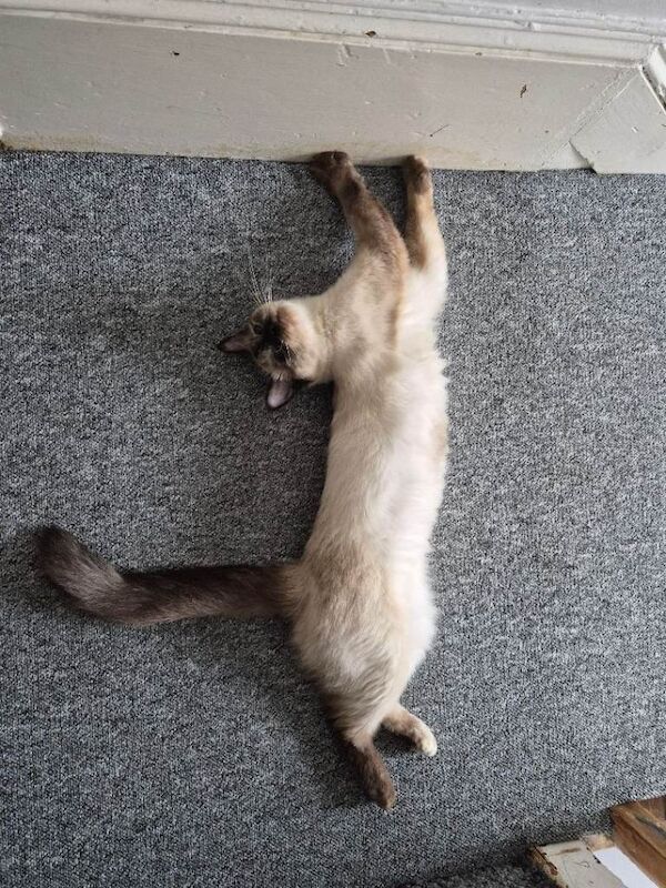 Ragdoll Kittens For Sale Under £300