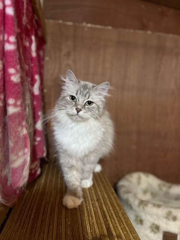 Retired adult mink female ragdoll for sale in Ashford, Kent