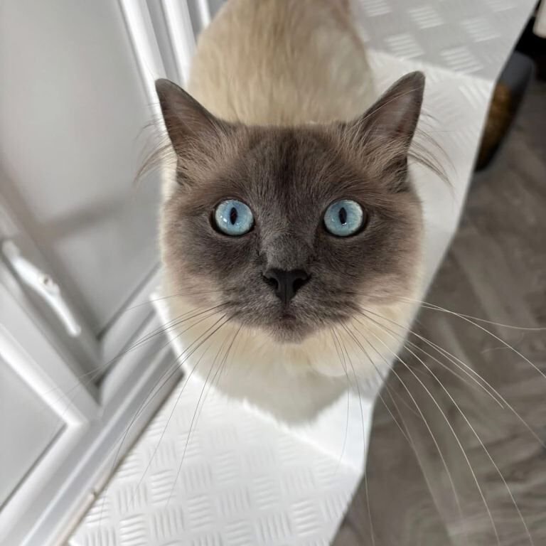 Ragdoll Kittens For Sale