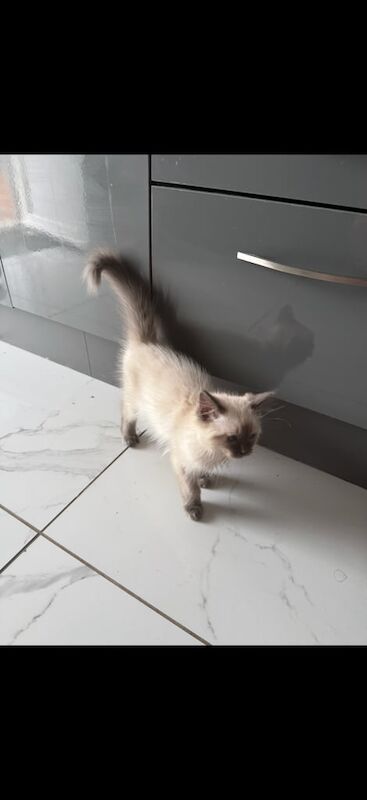 Ragdoll kittens for sale in Fareham, Hampshire – 3 months old
