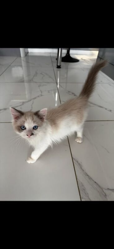 Ragdoll kittens for sale in Fareham, Hampshire – 3 months old - Image 3 of 3