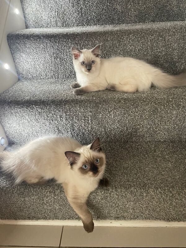 Ragdoll kittens for sale in Newark, Cambridgeshire – 3 months old