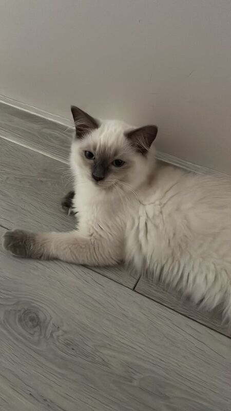 Ragdoll kittens for sale in Newark, Cambridgeshire – 3 months old - Image 2 of 3