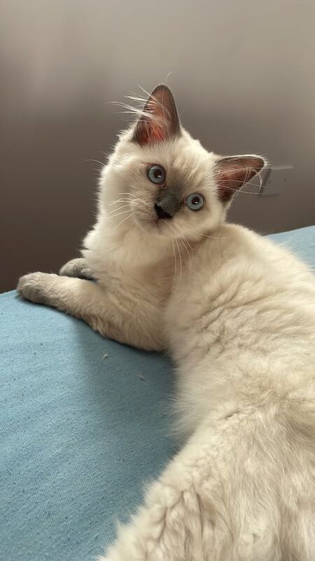 Ragdoll kittens for sale in Newark, Cambridgeshire – 3 months old - Image 3 of 3