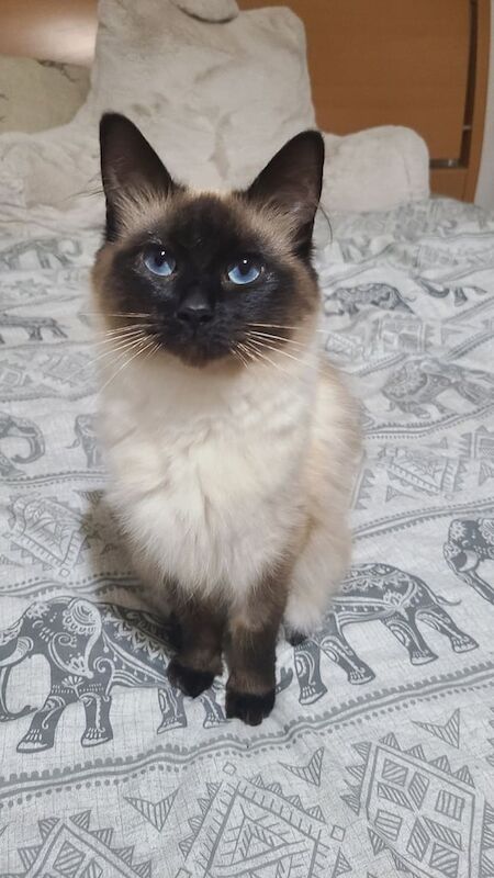 Ragdoll kittens for sale in Falkirk, Stirling and Falkirk – 1 year old