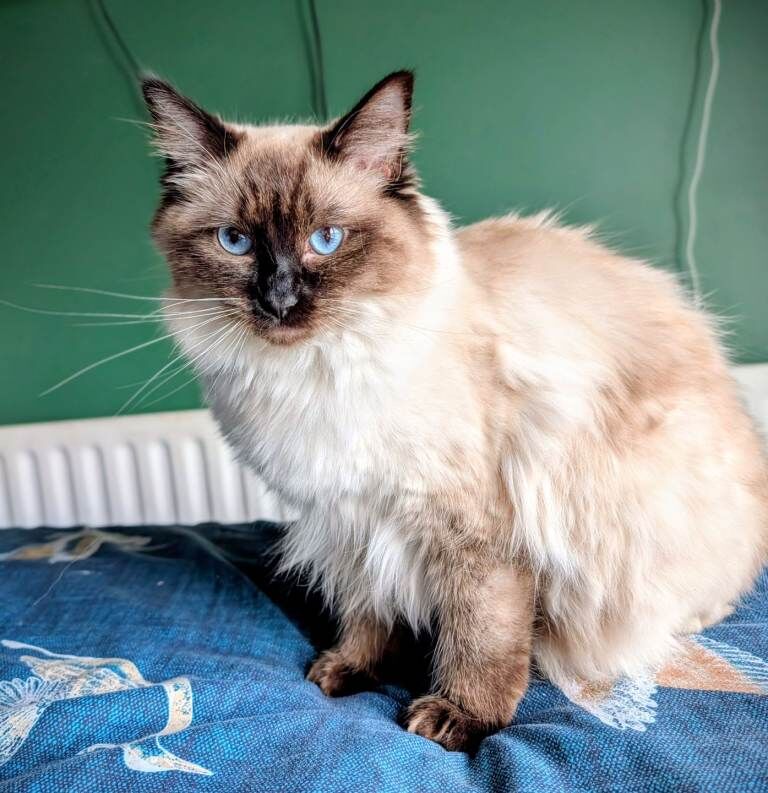 Seal Point Ragdoll Kitten