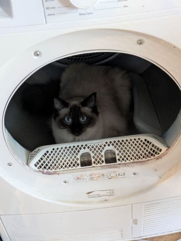 Seal Point Ragdoll Kitten - Image 2 of 4