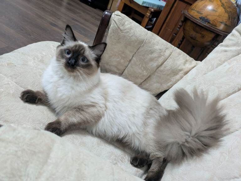 Seal Point Ragdoll Kitten - Image 3 of 4