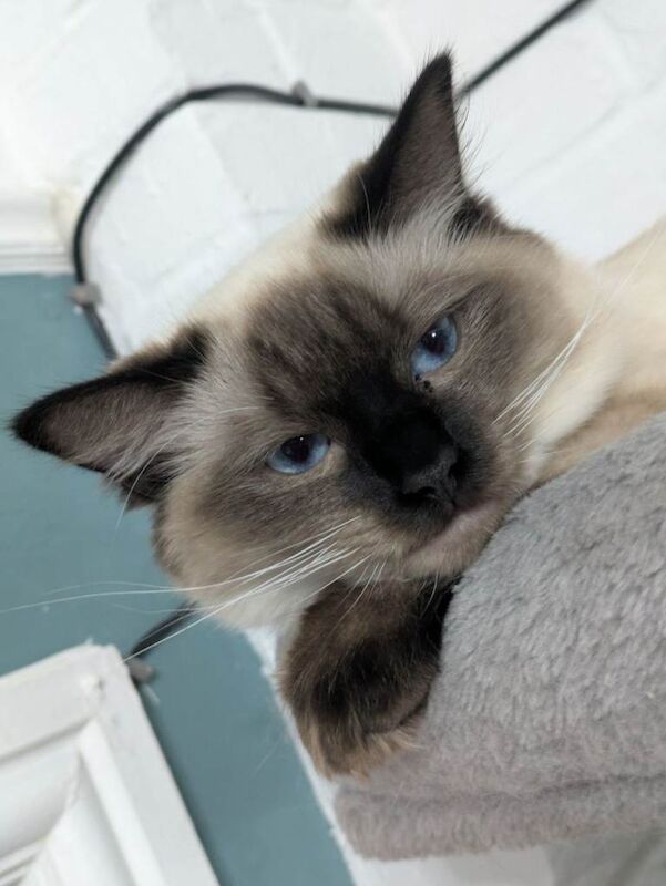 Seal Point Ragdoll Kitten - Image 4 of 4