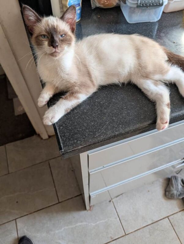 Seal ragdoll kitten