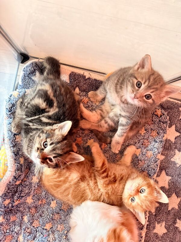 Sealpoint ragdoll x Calico for sale in Ripley, Derbyshire | Image 2