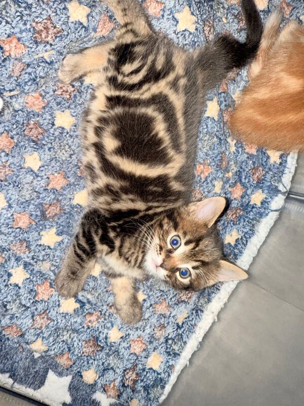 Sealpoint ragdoll x Calico for sale in Ripley, Derbyshire - Image 3