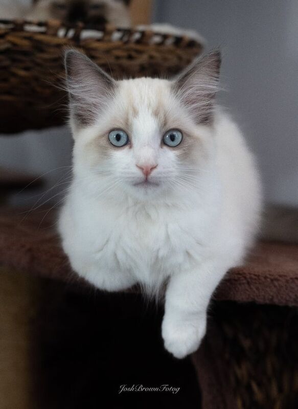 Ragdoll kittens for sale in Clanfield, Hampshire – 3 months old
