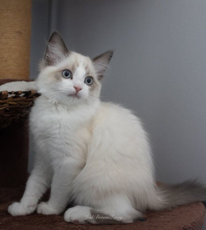 Ragdoll kittens for sale in Clanfield, Hampshire – 3 months old - Image 2 of 3