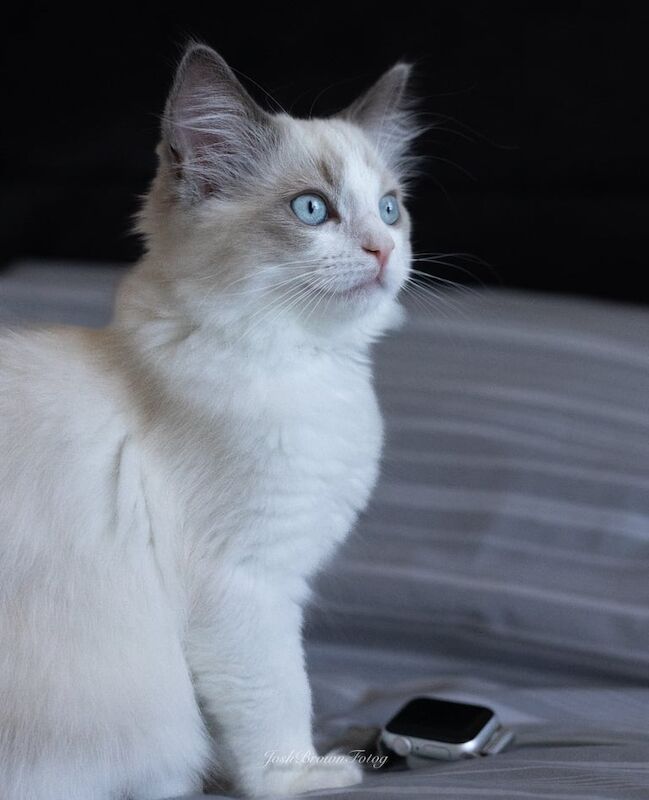 Ragdoll kittens for sale in Clanfield, Hampshire – 3 months old - Image 3 of 3