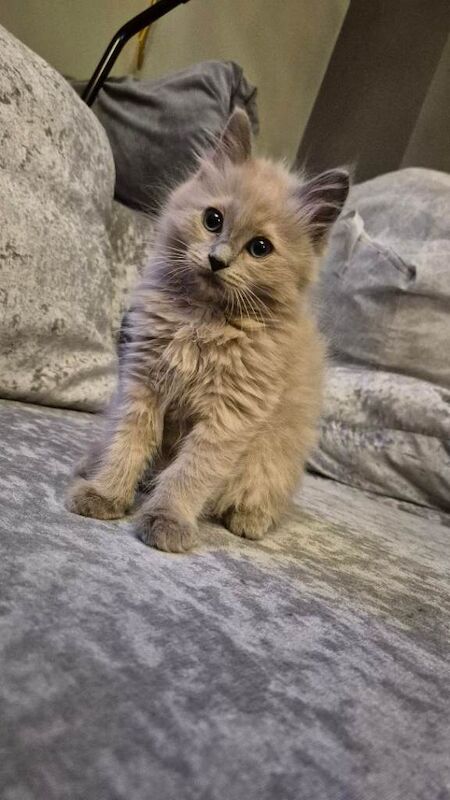 Ragdoll kittens for sale in Luton, Bedfordshire – 11 weeks old