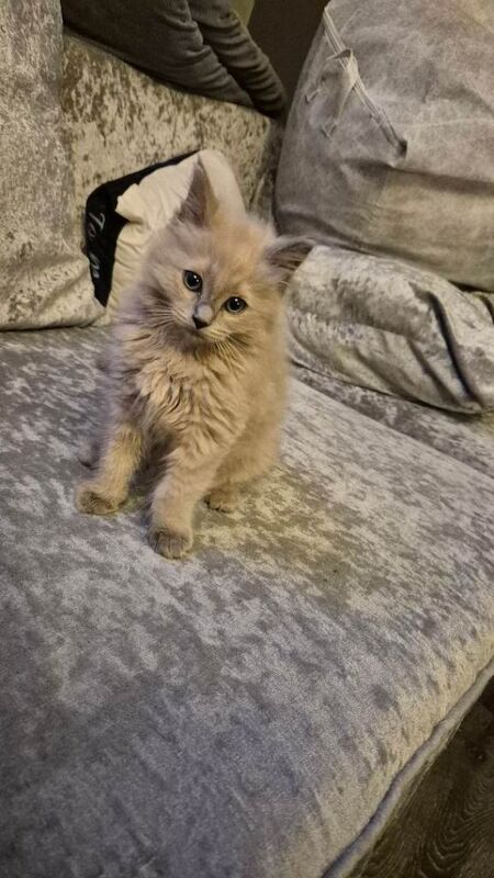Ragdoll kittens for sale in Luton, Bedfordshire – 11 weeks old - Image 3 of 4
