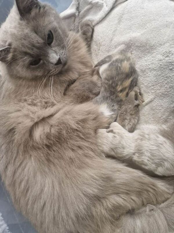 Ragdoll kittens for sale in Luton, Bedfordshire – 11 weeks old - Image 4 of 4