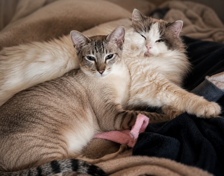 Siamese cross ragdoll ready soon