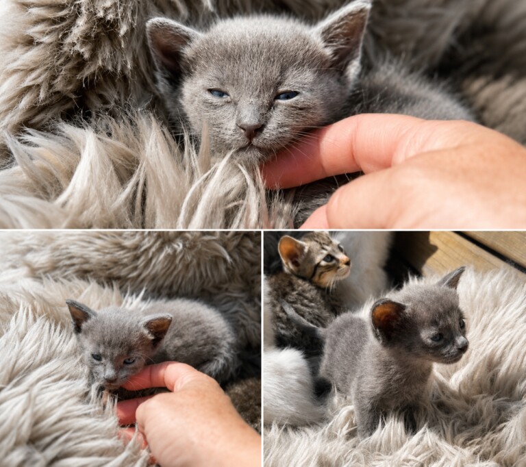 Siamese cross ragdoll ready soon - Image 2 of 5