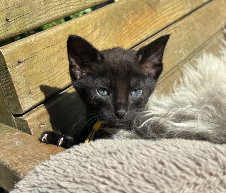 Siamese cross ragdoll ready soon - Image 3 of 5