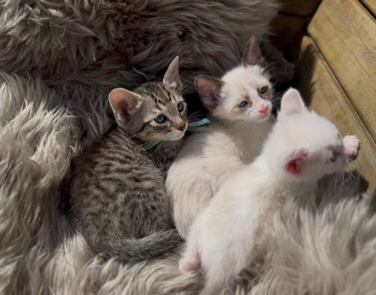 Siamese cross ragdoll ready soon - Image 5 of 5