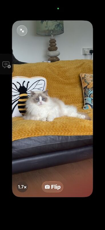 Sibling Ragdoll 3 years old