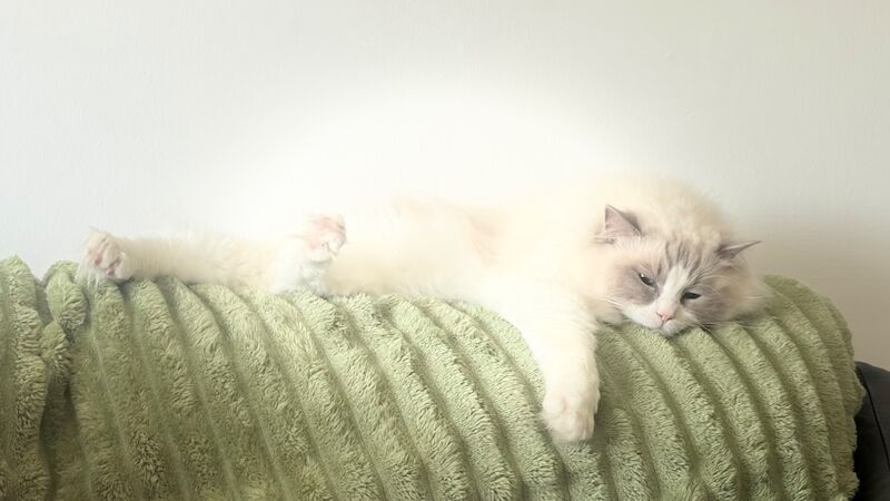 Sibling Ragdoll 3 years old - Image 2 of 8