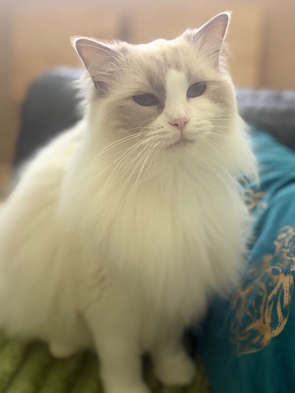Sibling Ragdoll 3 years old - Image 3 of 8