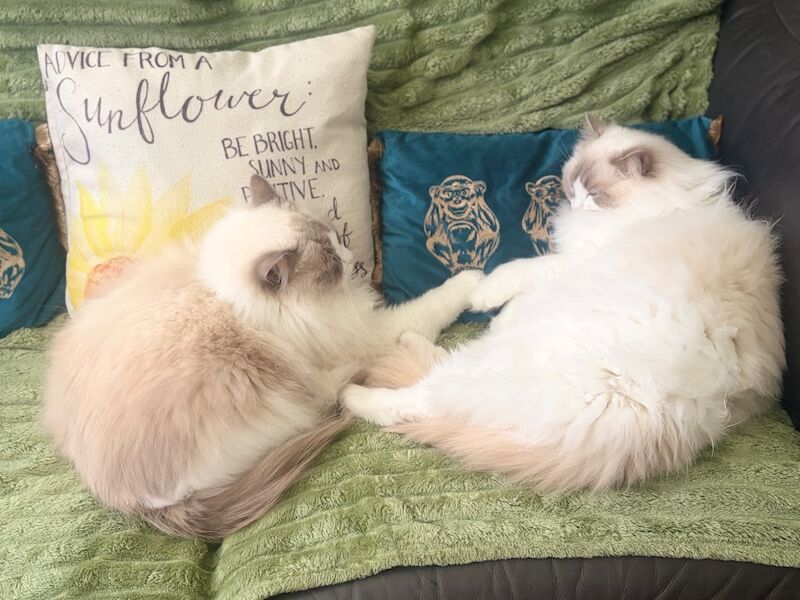Sibling Ragdoll 3 years old - Image 4 of 8