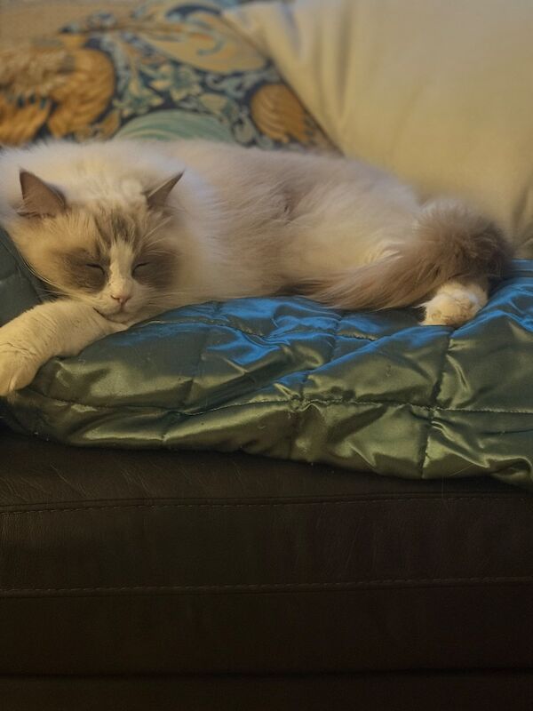 Sibling Ragdoll 3 years old - Image 5 of 8