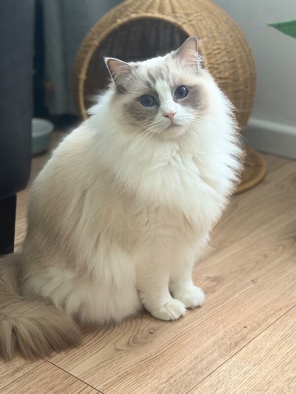 Sibling Ragdoll 3 years old - Image 6 of 8