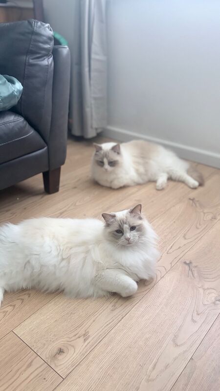 Sibling Ragdoll 3 years old - Image 7 of 8