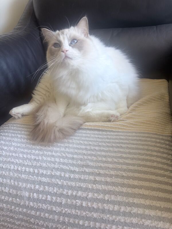 Sibling Ragdoll 3 years old - Image 8 of 8