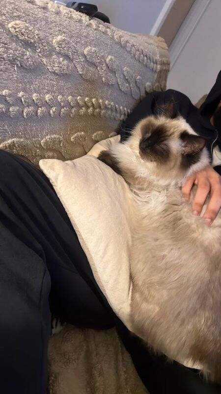 Ragdoll kittens for sale in Limehouse, London – 3 months old - Image 2 of 3