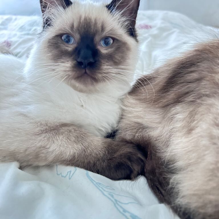 Ragdoll kittens for sale in Croydon, Greater London – 5 months old