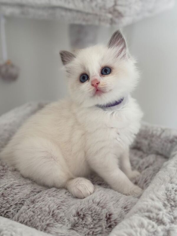 Stunning Bi-Colour Ragdoll Kittens – 7 Available