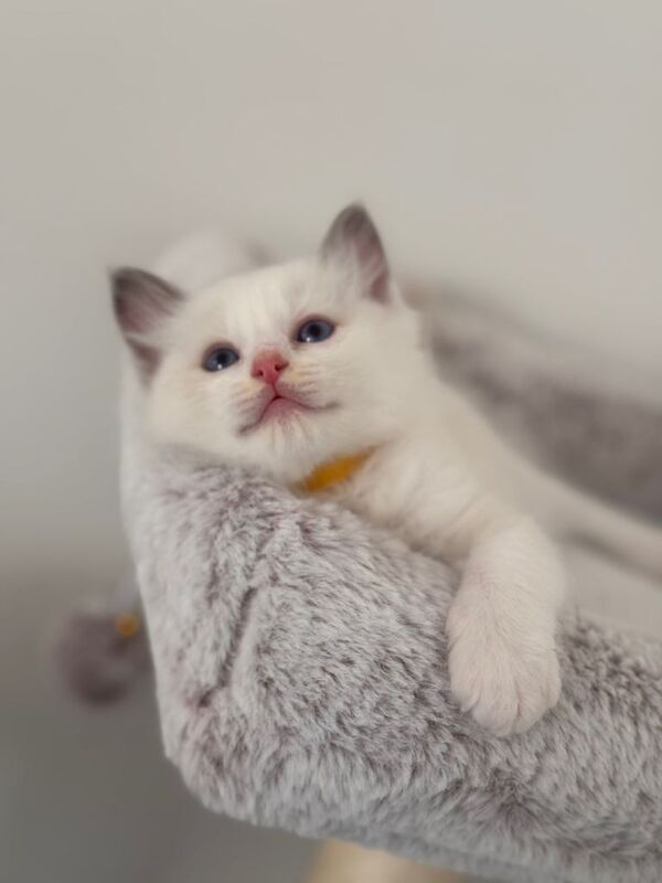 Stunning Bi-Colour Ragdoll Kittens – 7 Available - Image 2 of 5