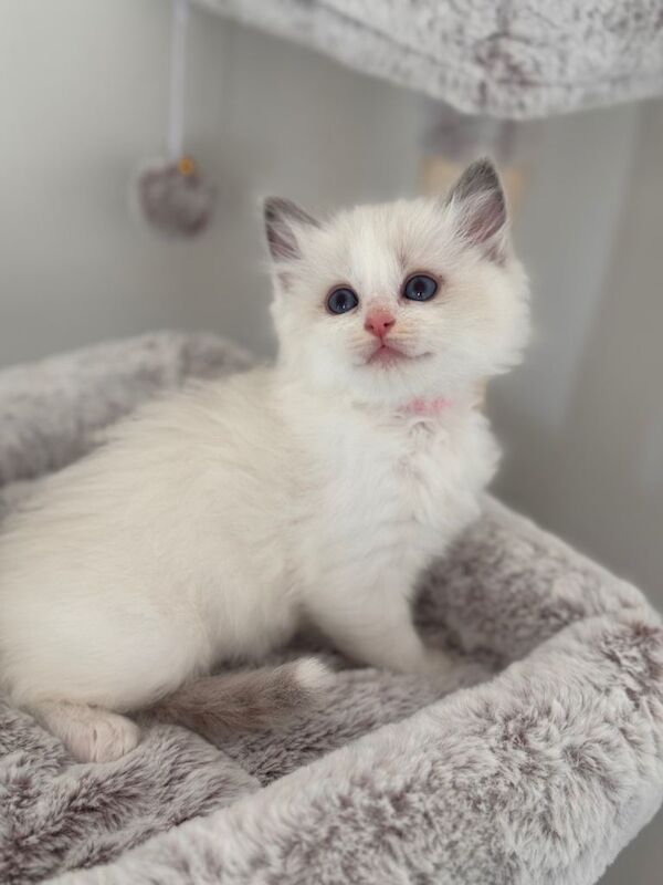 Stunning Bi-Colour Ragdoll Kittens – 7 Available - Image 3 of 5