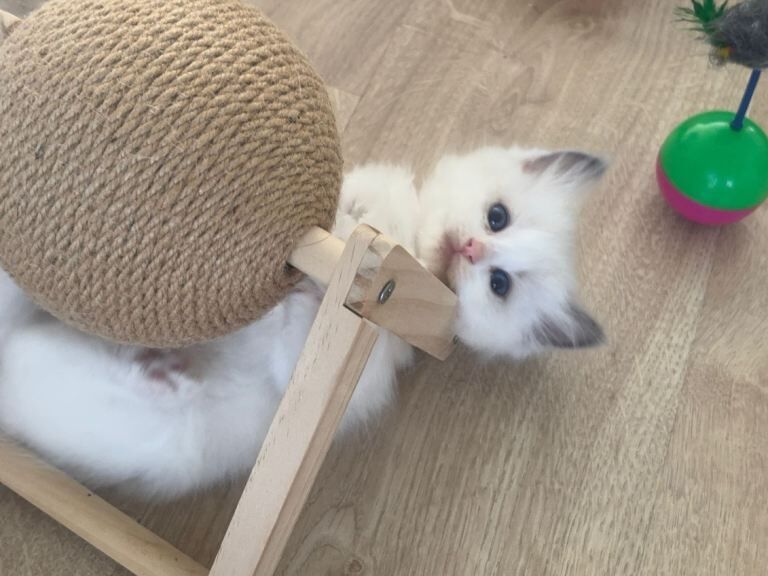 Stunning Bi-Colour Ragdoll Kittens – 7 Available - Image 4 of 5