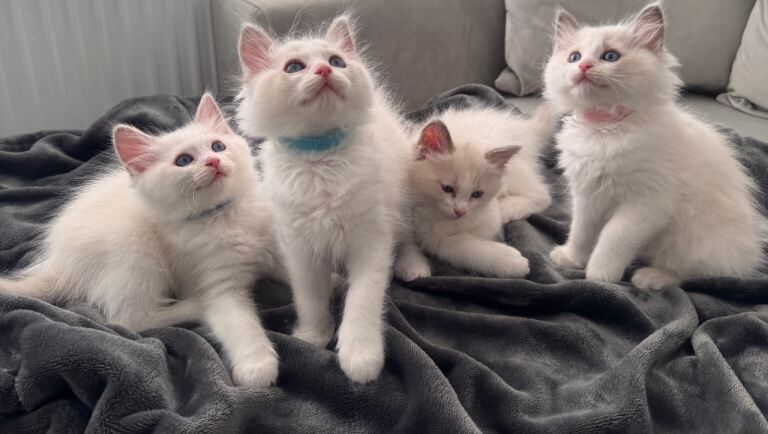 Stunning Bi-Colour Ragdoll Kittens – 7 Available - Image 5 of 5