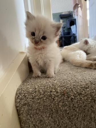 Stunning Blue and Blue lynx pure Ragdoll litter for sale in Boston, Lincolnshire