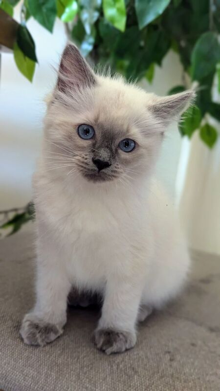 Stunning blue point boy 💙 for sale in Birchover, Derbyshire