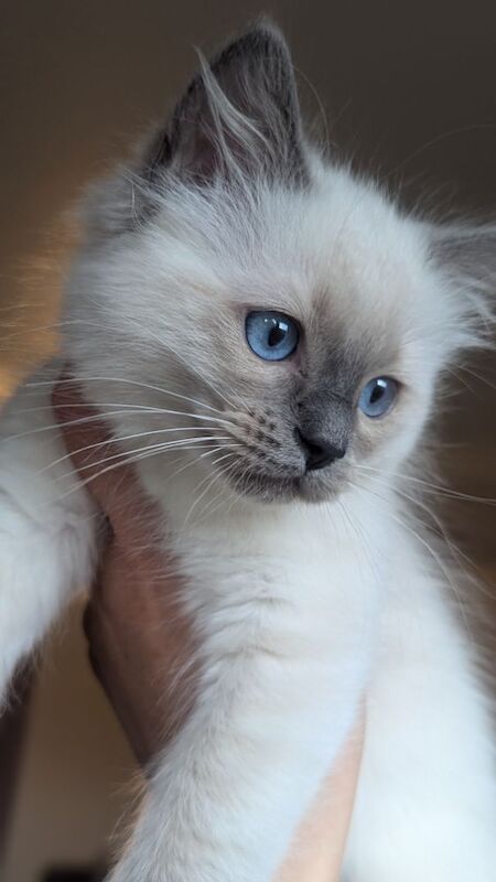 Stunning blue point boy 💙 for sale in Birchover, Derbyshire | Image 2