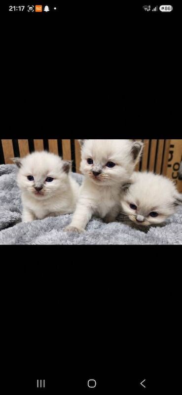 Ragdoll Kittens For Sale