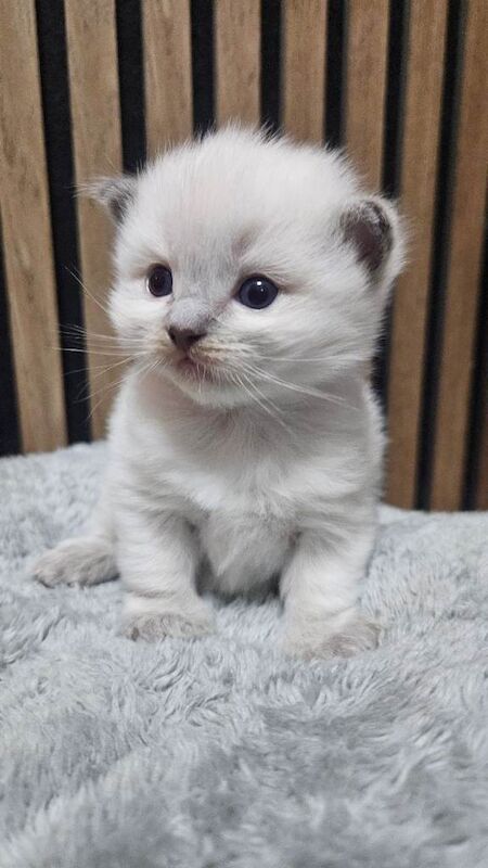 Stunning Blue Point Ragdoll Kittens Looking for Their Forever Homes - Image 2 of 4