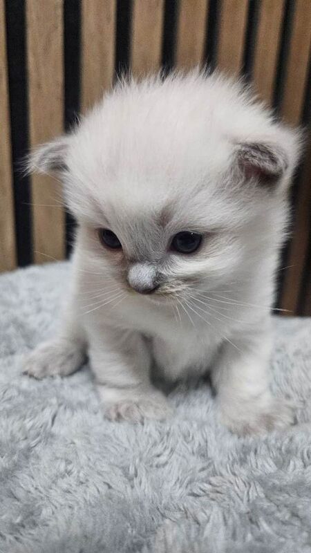 Stunning Blue Point Ragdoll Kittens Looking for Their Forever Homes - Image 3 of 4